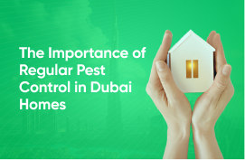 the importance of regular pest control in dubai homes